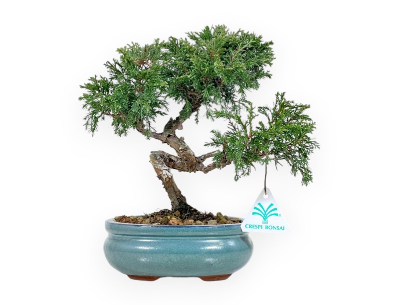 Juniperus Chinensis Itoigawa - Juniper - van 20 tot 28 cm