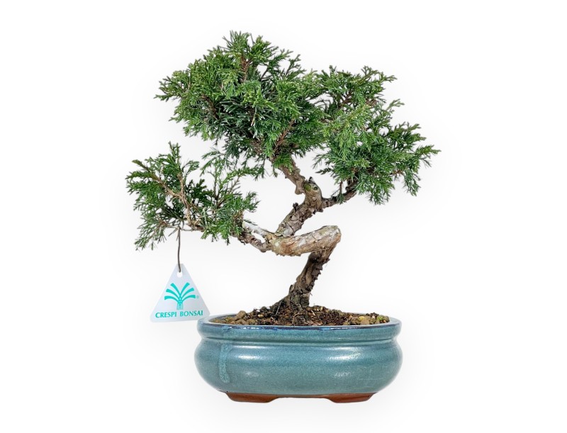 Juniperus Chinensis Itoigawa - Wacholder - von 20 bis 28 cm