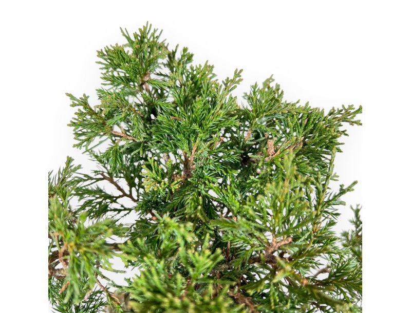 Juniperus Chinensis Itoigawa - Wacholder - von 20 bis 28 cm