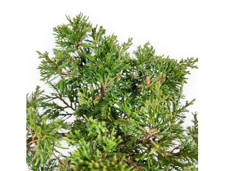 Juniperus Chinensis Itoigawa - Genévrier - de 20 à 28 cm