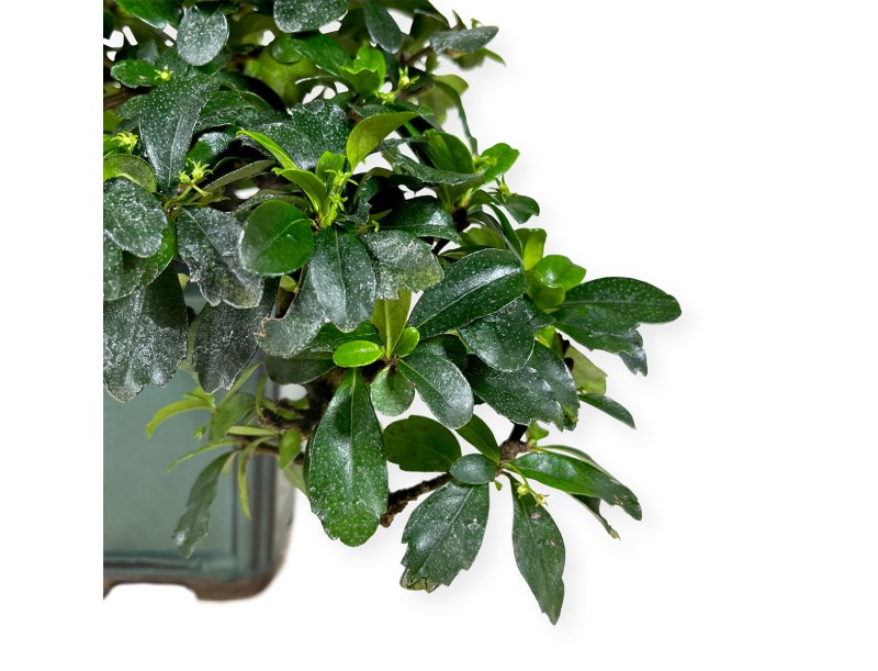 Carmona - Arbre à thé - 33 cm