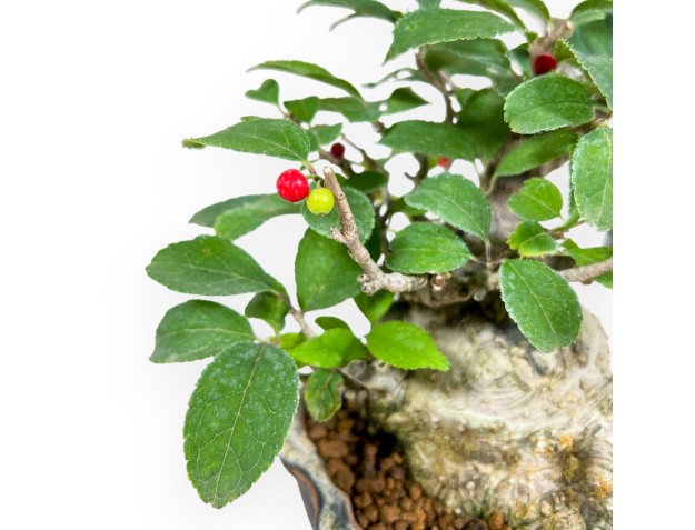 Ilex Serrata Subtilis - Houx - 16 cm 2