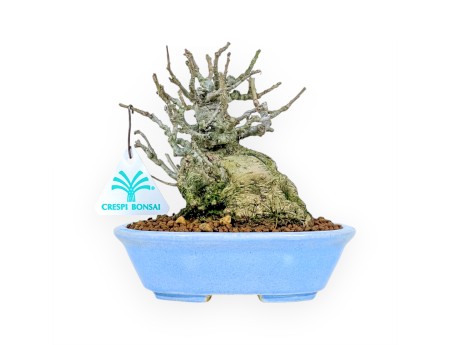 Ilex Serrata Subtilis - Houx - 16 cm