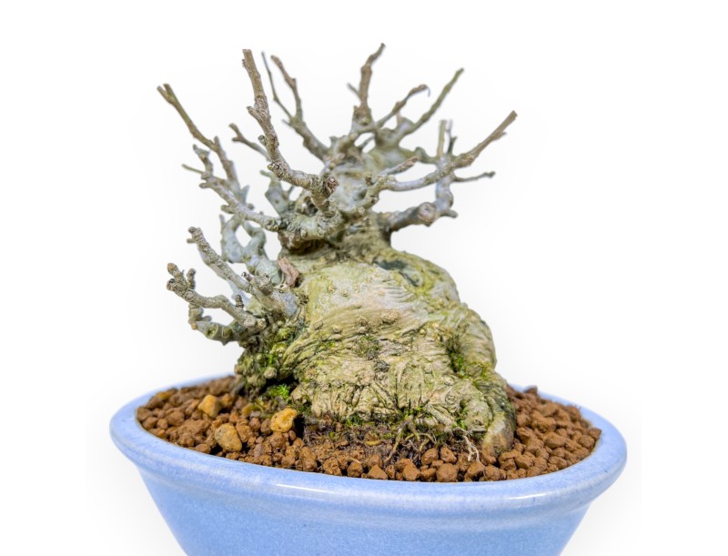 Ilex Serrata Subtilis - Houx - 16 cm