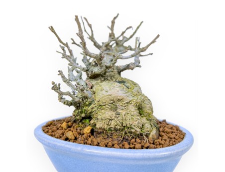Ilex Serrata Subtilis - Agrifoglio - 16 cm