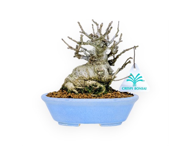 Ilex Serrata Subtilis - Holly - 16 cm