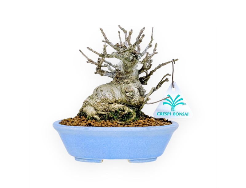 Ilex Serrata Subtilis - Holly - 16 cm