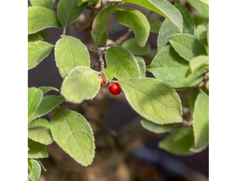 Ilex Serrata - Holly - 29 cm