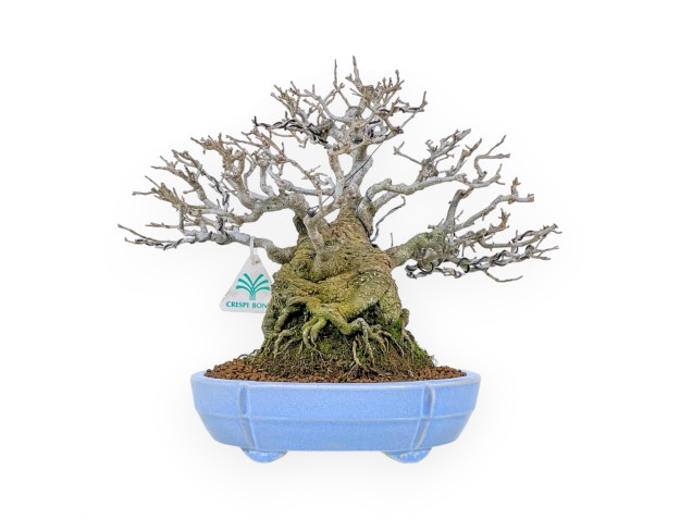 Ilex Serrata - Houx - 29 cm
