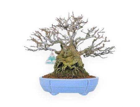 Ilex Serrata - Holly - 29 cm