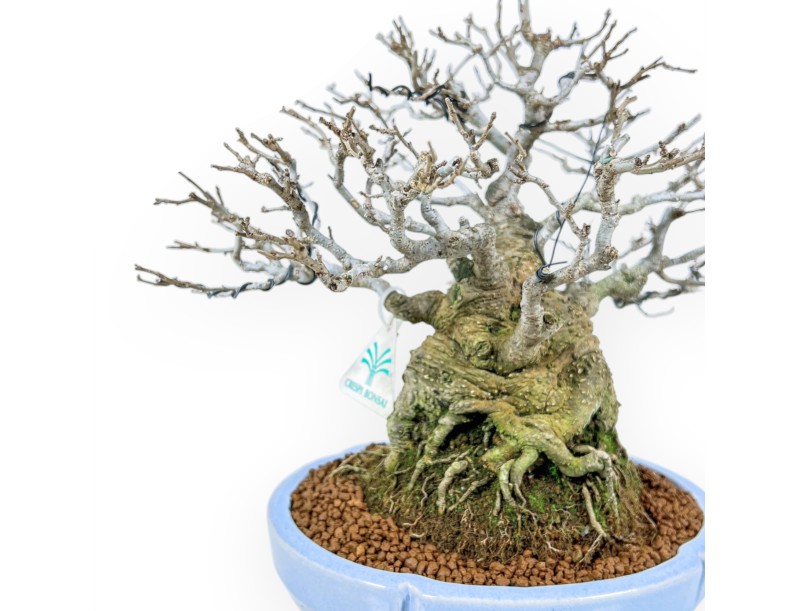 Ilex Serrata - Holly - 29 cm