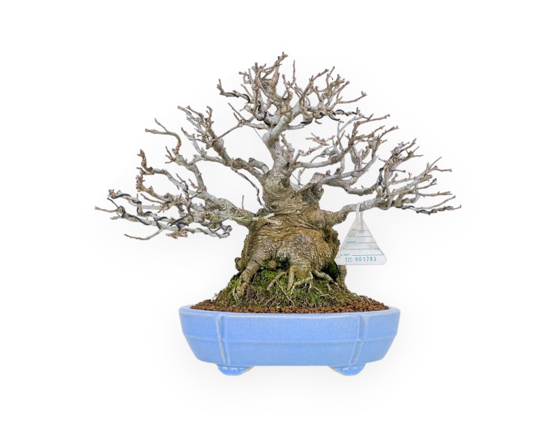 Ilex Serrata - Houx - 29 cm
