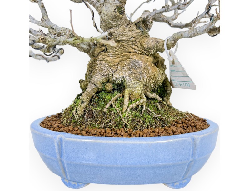 Ilex Serrata - Holly - 29 cm