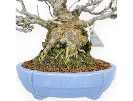 Ilex Serrata - Houx - 29 cm