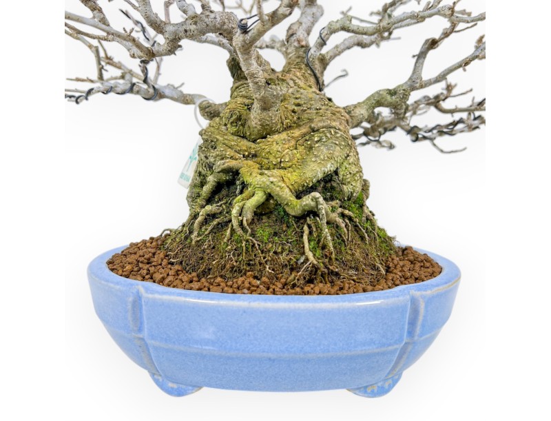 Ilex Serrata - Agrifoglio - 29 cm
