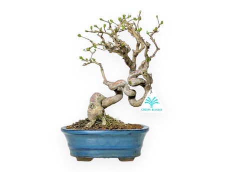 Ligustrum Obtusifolium - Ligustro - 28 cm