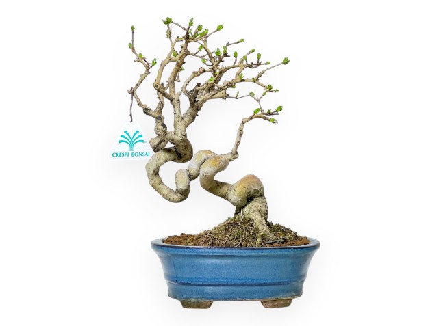Ligustrum Obtusifolium - Ligustro - 28 cm