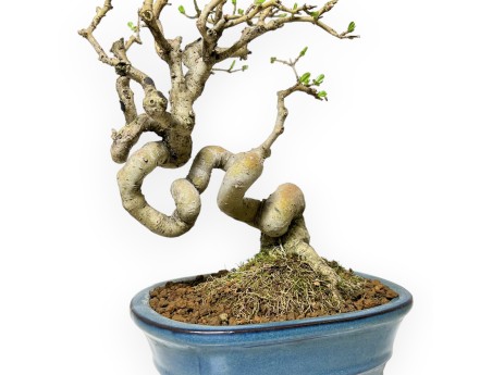 Ligustrum Obtusifolium - Ligustro - 28 cm