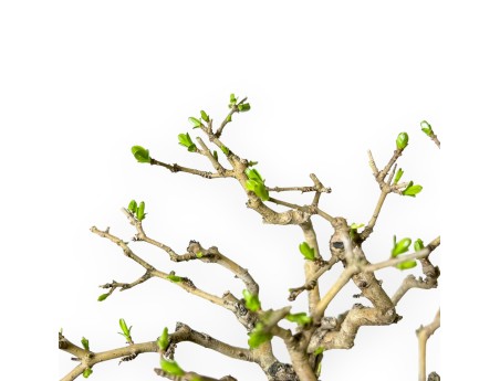 Ligustrum Obtusifolium - Troène - 28 cm
