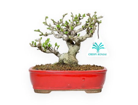 Ligustrum Obtusifolium - Ligustro - 16 cm