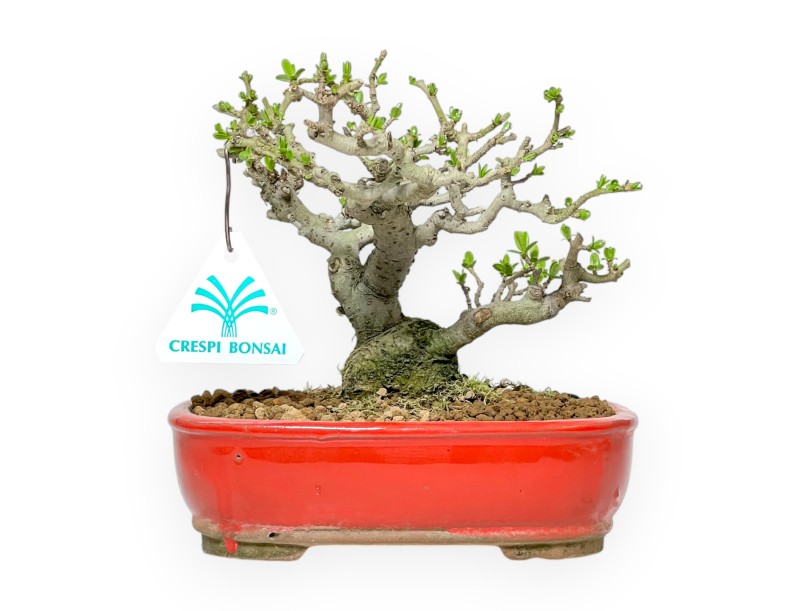 Ligustrum Obtusifolium - Privet - 16 cm