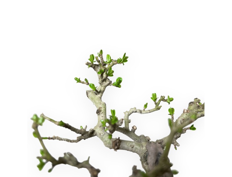 Ligustrum Obtusifolium - Privet - 16 cm