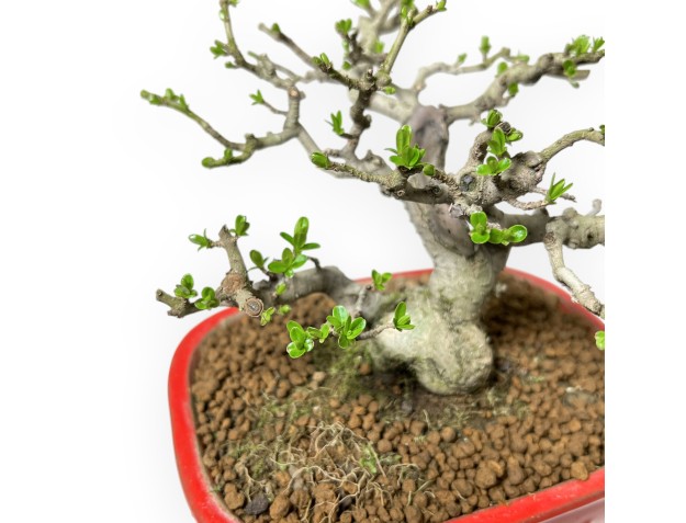 Ligustrum Obtusifolium - Privet - 16 cm 2