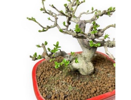 Ligustrum Obtusifolium - Privet - 16 cm