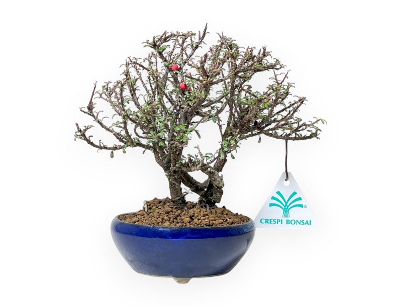 Cotoneaster Horizontalis - Cotoneaster - 19 cm