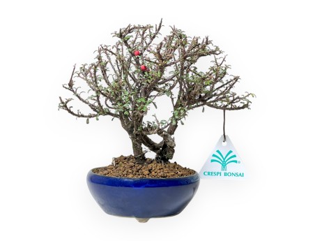 Cotoneaster Horizontalis - Cotoneaster - 19 cm
