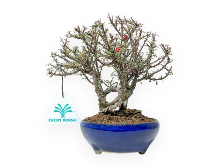 Cotoneaster Horizontalis - Cotoneaster - 19 cm
