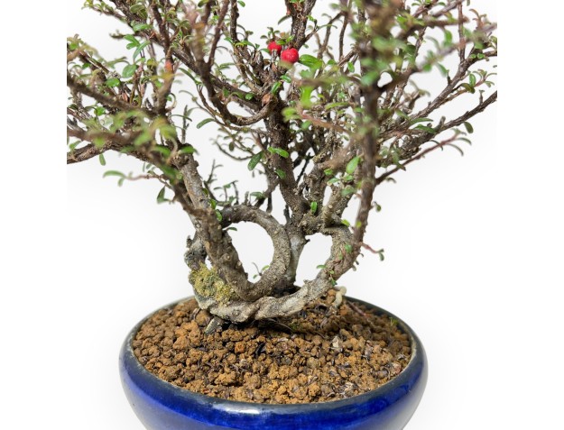Cotoneaster Horizontalis – Quittenbusch – 19 cm 2