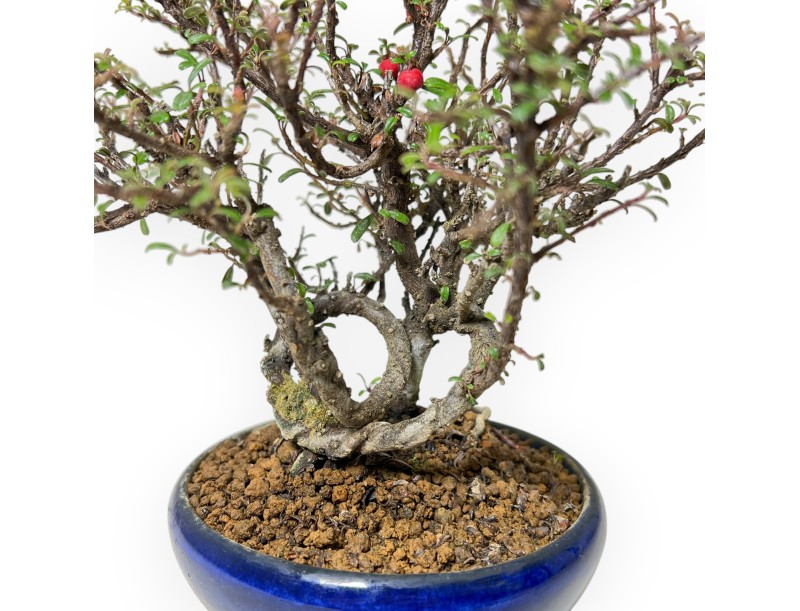 Cotoneaster Horizontalis - Cotoneaster horizontal - 19 cm