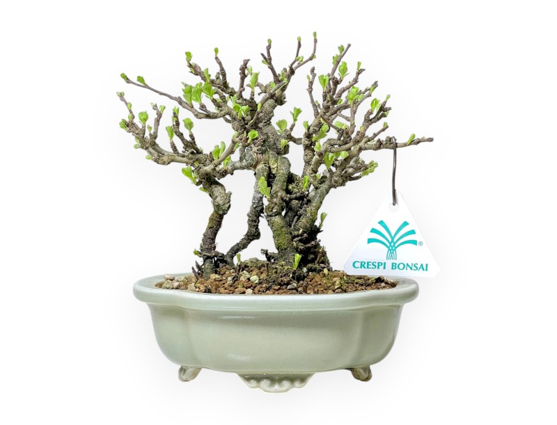 Chaenomeles Chojubai - Asian Quince - 18 cm
