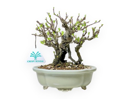 Chaenomeles Chojubai - Coing Asiatique - 18 cm