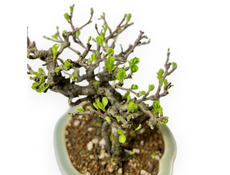 Chaenomeles Chojubai - Asian Quince - 18 cm