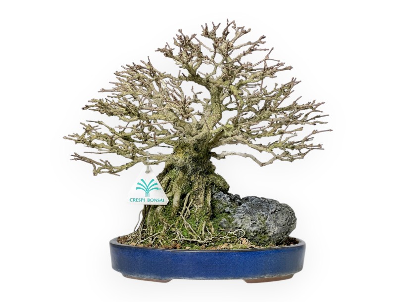 Bonsai di Premna Japonica 28 cm | Vaso ovale blu