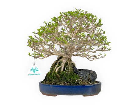 Bonsai di Premna Japonica 28 cm | Vaso ovale blu