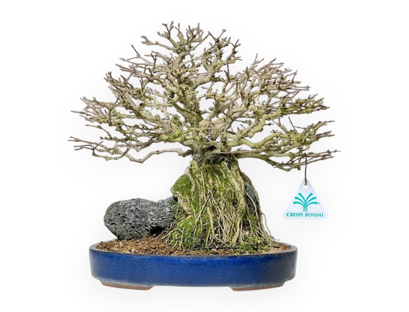 Bonsai di Premna Japonica 28 cm | Vaso ovale blu