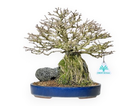 Bonsai di Premna Japonica 28 cm | Vaso ovale blu