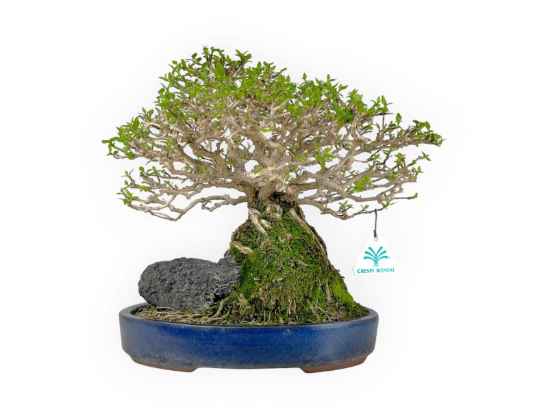 Bonsai di Premna Japonica 28 cm | Vaso ovale blu