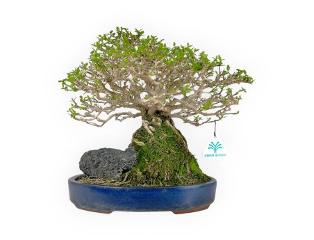 Bonsai di Premna Japonica 28 cm | Vaso ovale blu