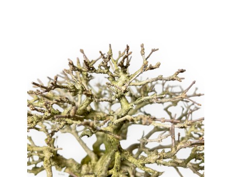 Bonsai di Premna Japonica 28 cm | Vaso ovale blu