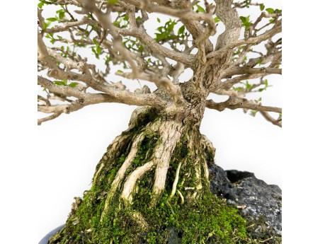 Bonsai di Premna Japonica 28 cm | Vaso ovale blu