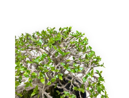 Bonsai di Premna Japonica 28 cm | Vaso ovale blu