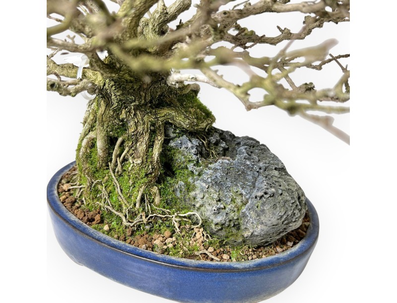 Bonsai di Premna Japonica 28 cm | Vaso ovale blu