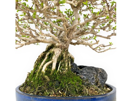 Bonsai di Premna Japonica 28 cm | Vaso ovale blu
