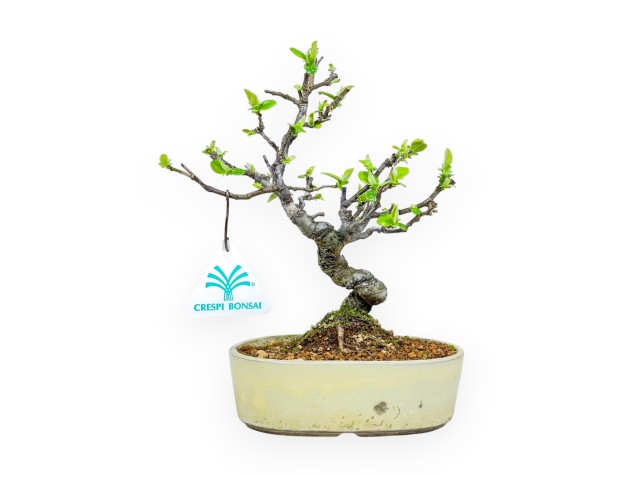 Pseudocydonia Chinensis - Apple Tree - 23 cm