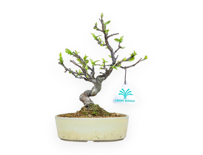 Pseudocydonia Chinensis - Cotogno - 23 cm