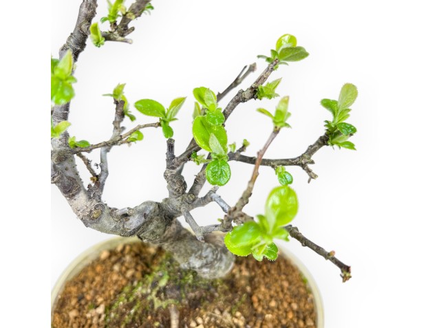 Pseudocydonia Chinensis - Apple Tree - 23 cm 2